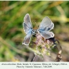 aricia teberdina tcheget male female 2